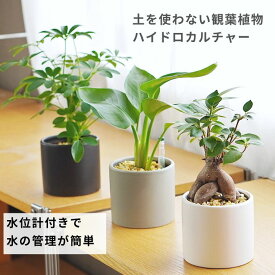 観葉植物 ハイドロカルチャー【パキラ ガジュマル アルテシマ ほか、植物が選べる】 モノトーン90 植物セット ゼオライト マルチング レカトン ハイドロボール 植え ミニ観葉 陶器 鉢