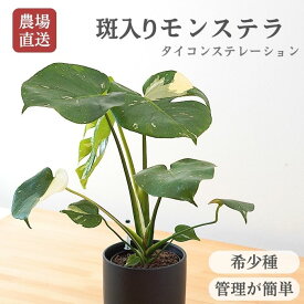 【土を使わない】斑入り モンステラ タイコンステレーション ハイドロカルチャー 観葉植物 デリシオーサ モノトーン 陶器 鉢セット 清潔 産地直送 ギフト おしゃれ 室内 虫がわきにくい ミニ観葉
