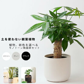 観葉植物 【パキラ ガジュマル サンスベリア モンステラ ウンベラータ 】 ハイドロカルチャー モノトーン130 陶器 容器 鉢 セット水位計つき ギフト ラッピング ミニ観葉 本物 贈り物
