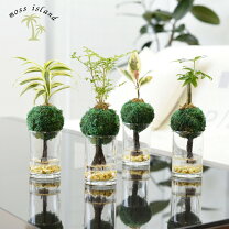 楽天市場】ハイドロカルチャー（種類（植物）ゴムの木）（観葉植物｜花 