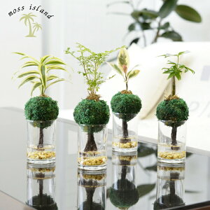 ϗtA ypL glR TfA[i قAAIׂz nChJ`[ ~jϗt XACh [ICg  ۋ AZbg