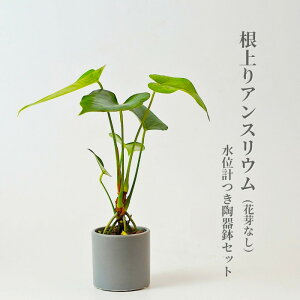 アンスリウム 根上り 陶器鉢 モノトーン 60 水位計付き セット ハイドロカルチャー 観葉植物 ミニ観葉 赤 気根