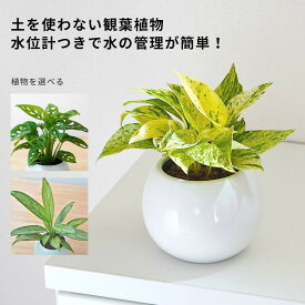 観葉植物 植物が選べる【ポトス マドカズラ アルテシマ アグラオネマ アンスリウム 】 水位計つき 水やり簡単！ ハイドロカルチャー ピュアボウルLL陶器鉢セット ミニ観葉