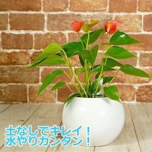 観葉植物 ハイドロカルチャー アンスリウムの人気商品 通販 価格比較 価格 Com