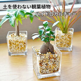 観葉植物 【パキラ ガジュマル サンスベリア ほか、植物が選べる】 ハイドロカルチャー ミニ観葉 シンプルブロック ガラス容器 ゼオライト 植物セット