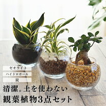 楽天市場】観葉植物 3点の通販