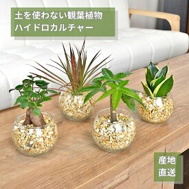 観葉植物【パキラ ガジュマル サンスベリア アンスリウム ほか、】ハイドロカルチャー シンプルボールのゼオライト植え Mサイズ ミニ観葉