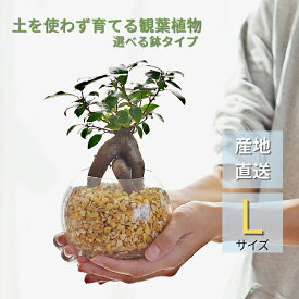 観葉植物 【パキラ ガジュマル サンスベリア フィロデンドロン 植物が選べる】ハイドロカルチャー ミニ観葉 Lサイズ シンプルボールL＆スクエア ゼオライト植え 植物セット