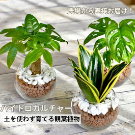 【産地直送】 観葉植物 ハイドロカルチャー 植物が選べる パキラ ガジュマル サンスベリア ほか シンプルボール ストーン レカトン 植え ハイドロボール 水耕栽培 ミニ観葉