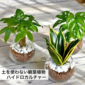 【産地直送】 観葉植物 ハイドロカルチャー 植物が選べる パキラ ガジュマル サンスベリア ほか シンプルボール ストーン レカトン 植え ハイドロボール 水耕栽培 ミニ観葉