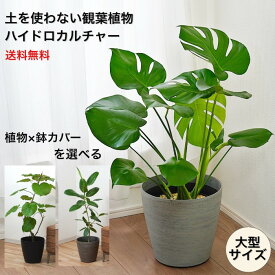 観葉植物 大型 【モンステラ ウンベラータ サンスベリア アルテシマ ほか 】ハイドロカルチャー ストーンライトポット 鉢 カバー セット 大きい ポット 水位計つき 本物 幹立ち