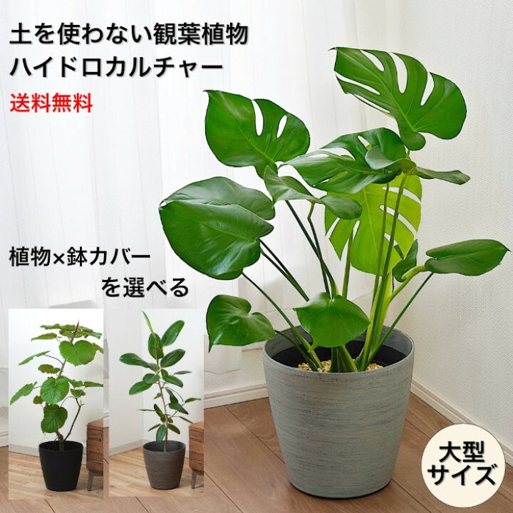 楽天市場】観葉植物 ハイドロカルチャー 大型 【 モンステラ 