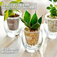観葉植物 ハイドロカルチャー 【パキラ ガジュマル サンスベリア アロマティカス トネリコ 植物が選べる…