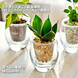 観葉植物 【パキラ ガジュマル サンスベリア ワイヤープランツ アロマティカス 植物が選べる】 ストリング フィズ ゼオライト カラーサンド レカトン 植え ミニ観葉 ハイドロカルチャー 底面給水 ガラス