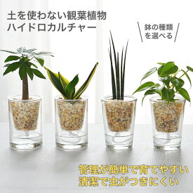 観葉植物 【パキラ シェフレラ サンスベリア ポトス アロマティカス ほか、いろいろ選べる】 ゼオライト ストリングジンジャー ＆ フロート 植物セット ハイドロカルチャー 水耕栽培 底面給水 ガラス 小さい 小型 土を使わない
