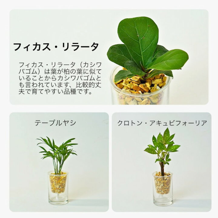 楽天市場】観葉植物 【パキラ シェフレラ サンスベリア ポトス アロマ 