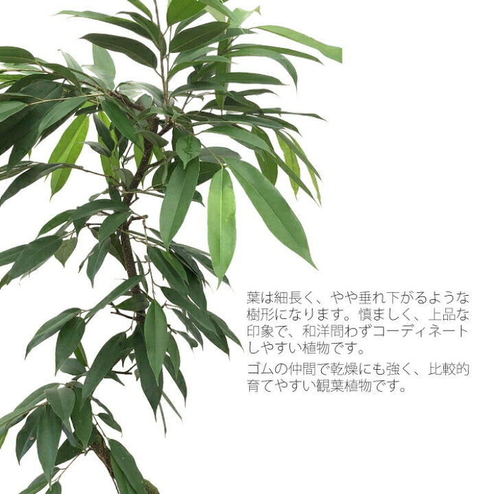 楽天市場 フィカス アムステルダム キング 送料込み 水やり簡単 ハイドロカルチャー 水位計つき ソーホーラウンド2 樹脂鉢セット タノシミドリ 楽天市場 フィカス アムステルダム キング 送料込み 水やり簡単 ハイドロカルチャー 水位計つき ソーホーラウンド2 樹脂鉢セット タノシミドリ