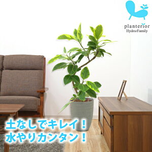 観葉植物 水位計の人気商品 通販 価格比較 価格 Com
