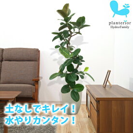 楽天市場 フィカス ソフィアの通販