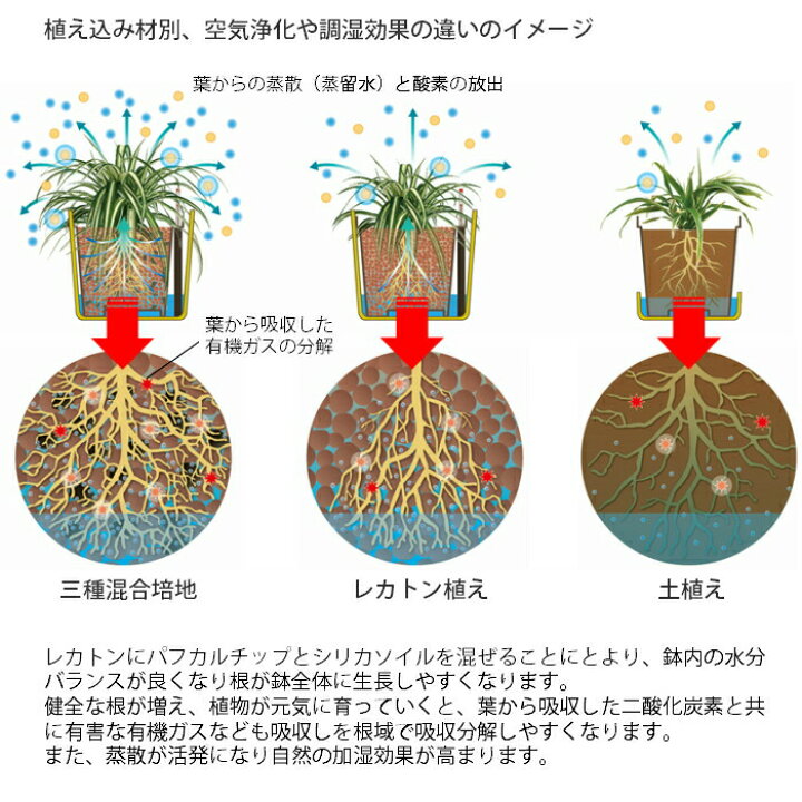 楽天市場 ドラセナ ワーネッキー レモンライム 送料込み 水やり簡単 ハイドロカルチャー 水位計つき ソーホーラウンド2 樹脂鉢セット タノシミドリ