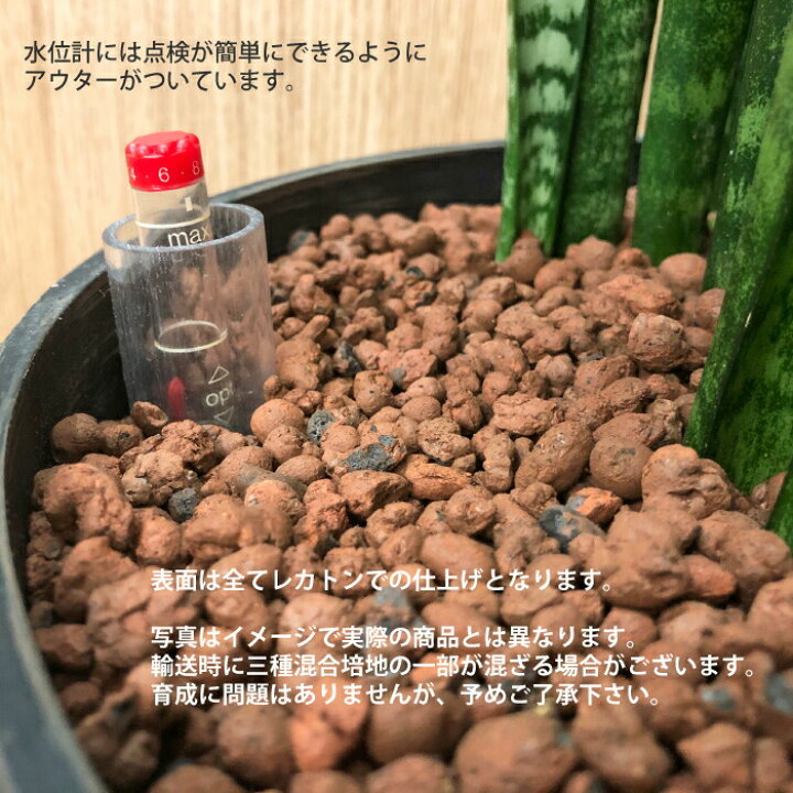 楽天市場 ドラセナ ワーネッキー レモンライム 送料込み 水やり簡単 ハイドロカルチャー 水位計つき ソーホーラウンド2 樹脂鉢セット タノシミドリ 楽天市場 ドラセナ ワーネッキー レモンライム 送料込み 水やり簡単 ハイドロカルチャー 水位計つき ソーホーラウンド2 樹脂鉢セット タノシミドリ