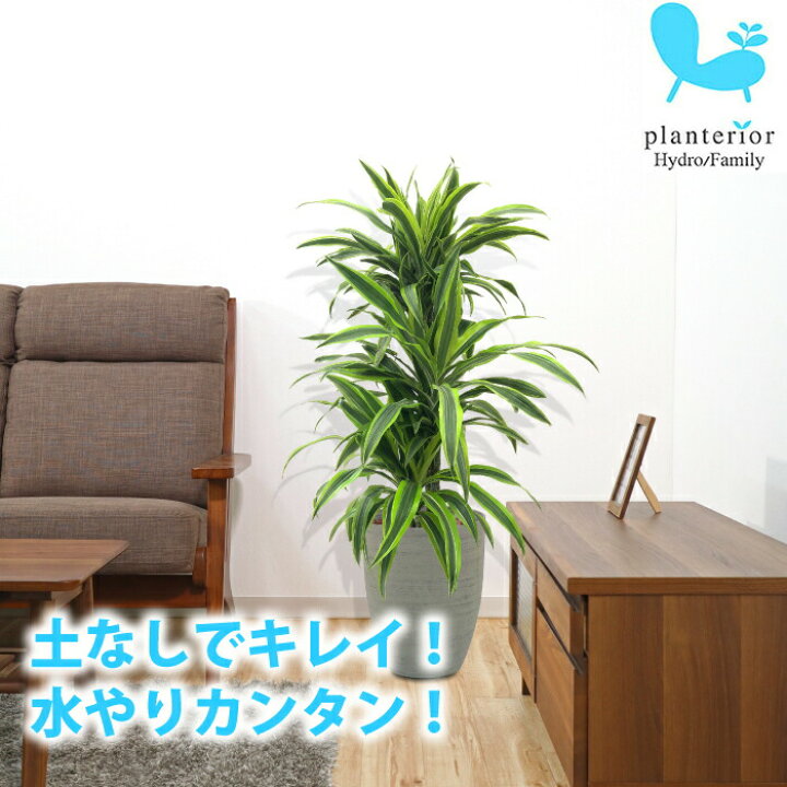 楽天市場 ドラセナ ワーネッキー レモンライム 送料込み 水やり簡単 ハイドロカルチャー 水位計つき ソーホーラウンド2 樹脂鉢セット タノシミドリ