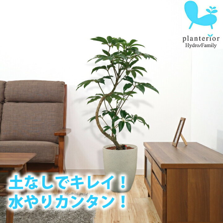 水位計ss 観葉植物 ハイドロカルチャー用 毎日がバーゲンセール