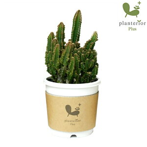 �Z���E�X 2�� �T�{�e�� ���� �ϗt�A��