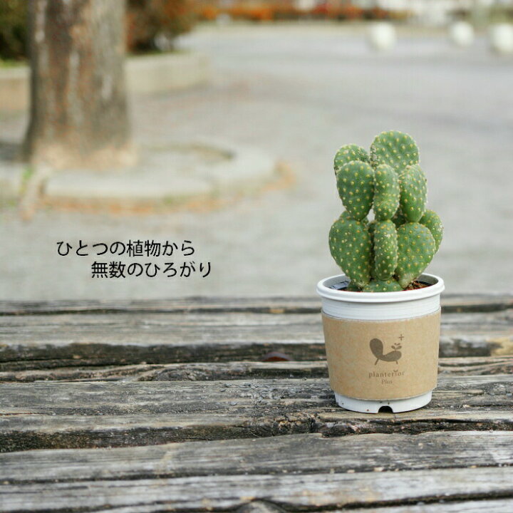楽天市場】ウチワサボテン 2寸 サボテン 多肉 観葉植物 : タノシミドリ