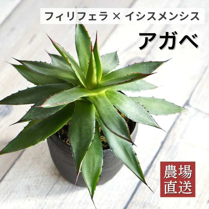 楽天市場】アガベ フィリフェラ × イシスメンシス 3.5寸 レア 観葉植物 