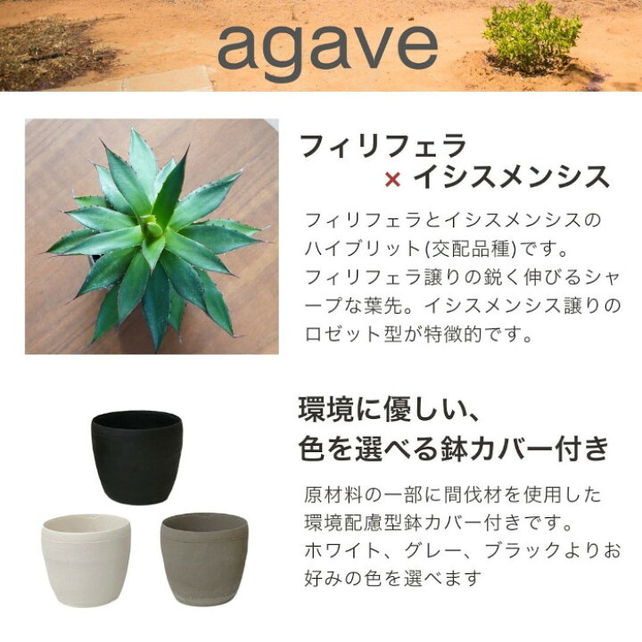 楽天市場】アガベ フィリフェラ × イシスメンシス 3.5寸 レア 観葉植物 