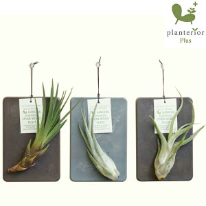 Ǌ| A GAvc Xg[Ebhv[g