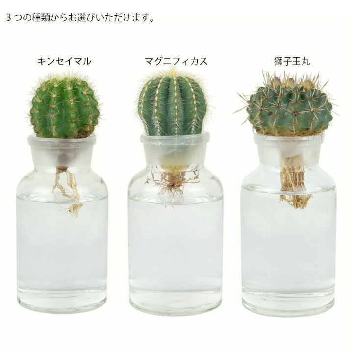 楽天市場 観葉植物 ハイドロカルチャー サボテン アクアカクタスm 植物セット タノシミドリ