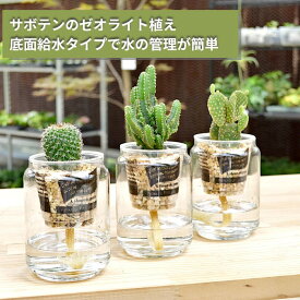 観葉植物 【セレウス ウチワサボテン ハクリュウマル 植物が選べる】ストリングカクタス サボリーナ サボテン ゼオライト植え