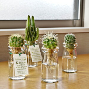 ϗtA nChJ`[ T{e ANAJN^XS AZbg