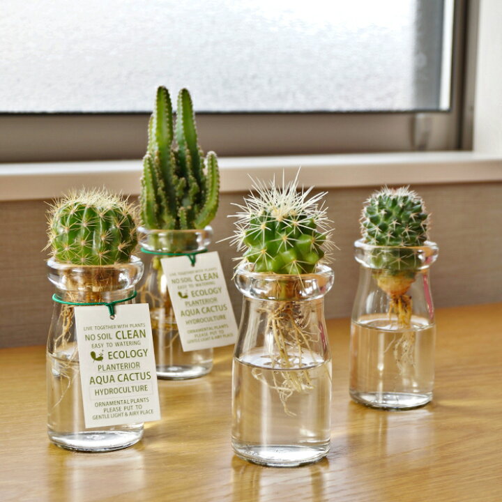 楽天市場】観葉植物 ハイドロカルチャー サボテン アクアカクタスS 