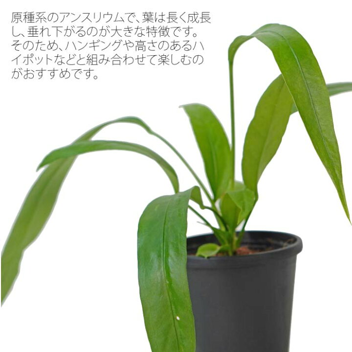 楽天市場】アンスリウム ビッタリフォリウム 3.5寸 レア 観葉植物 土  