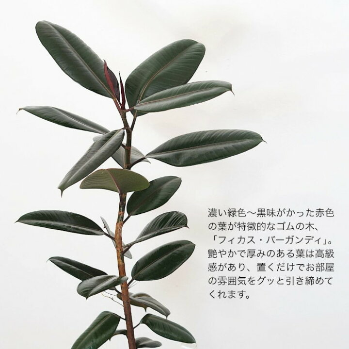 楽天市場】【送料無料】観葉植物 フィカス バーガンディ 8号 土植え 鉢 