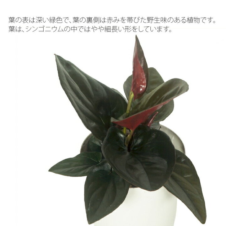 楽天市場 シンゴニウム ピンクチョコレート 3 5寸 レア 観葉植物 土植え タノシミドリ