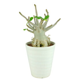 楽天市場 アデニウム ソコトラナム 花 観葉植物 花 ガーデン Diy の通販