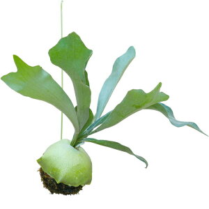 RE ۋ rJNV_ A rU[ ϗtA yA nMO ݂艺 ݂