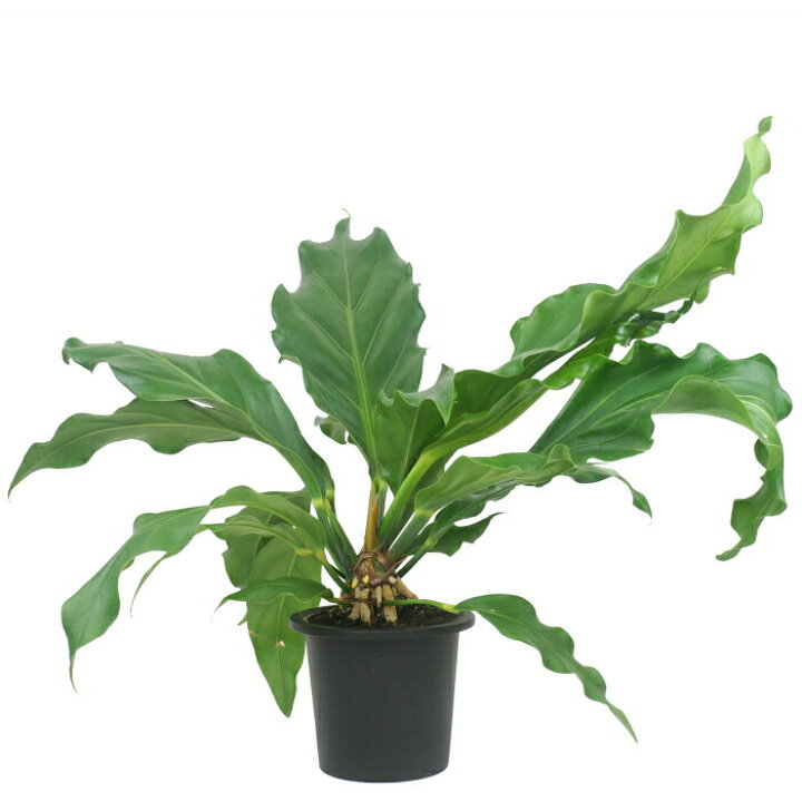 楽天市場 アンスリウム フーケリー 5寸 レア 観葉植物 土植え タノシミドリ