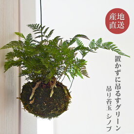 【産地直送】吊り 苔玉 シノブ 観葉植物 土植え トキワシノブ シダ ダバリア ハンギング ミニ観葉