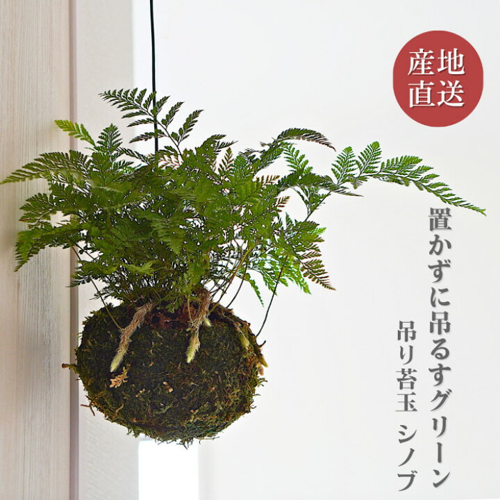楽天市場】【産地直送】吊り 苔玉 シノブ 観葉植物 土植え 