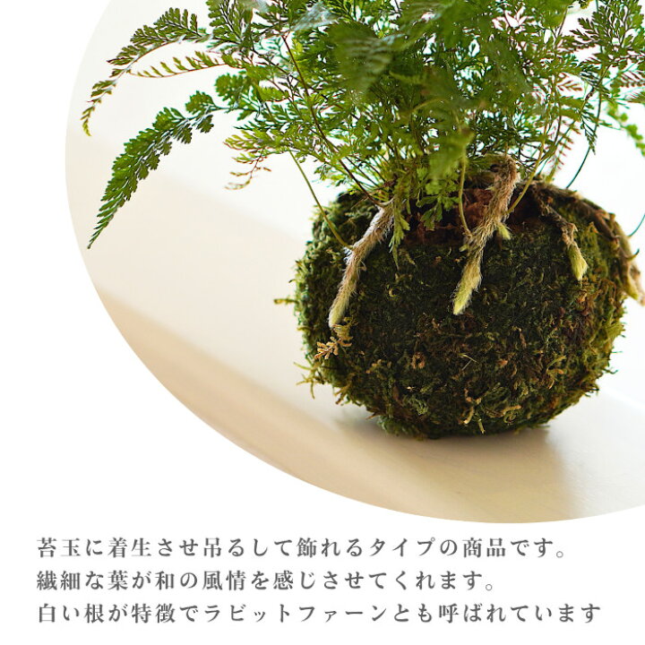 楽天市場】【産地直送】吊り 苔玉 シノブ 観葉植物 土植え 
