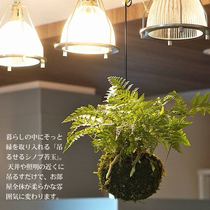 楽天市場】【産地直送】吊り 苔玉 シノブ 観葉植物 土植え 