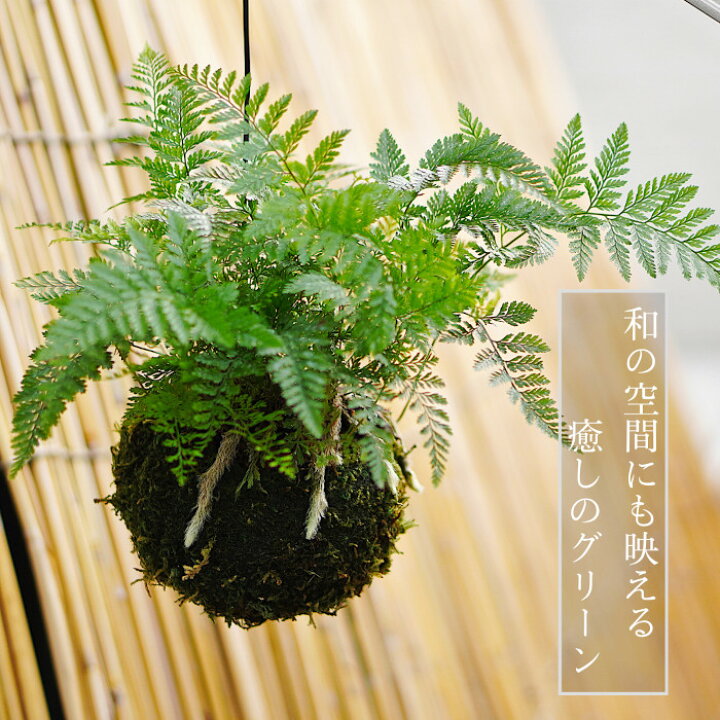 楽天市場】【産地直送】吊り 苔玉 シノブ 観葉植物 土植え 
