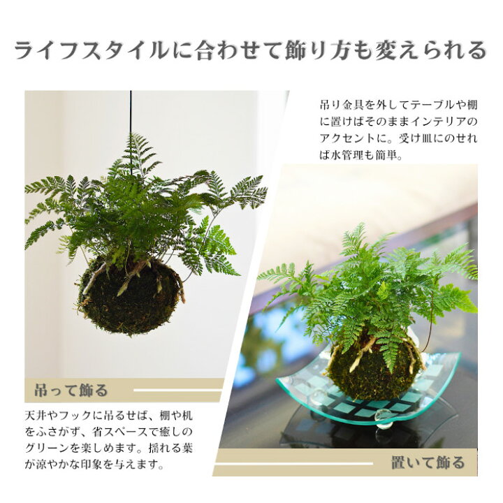 楽天市場】【産地直送】吊り 苔玉 シノブ 観葉植物 土植え 