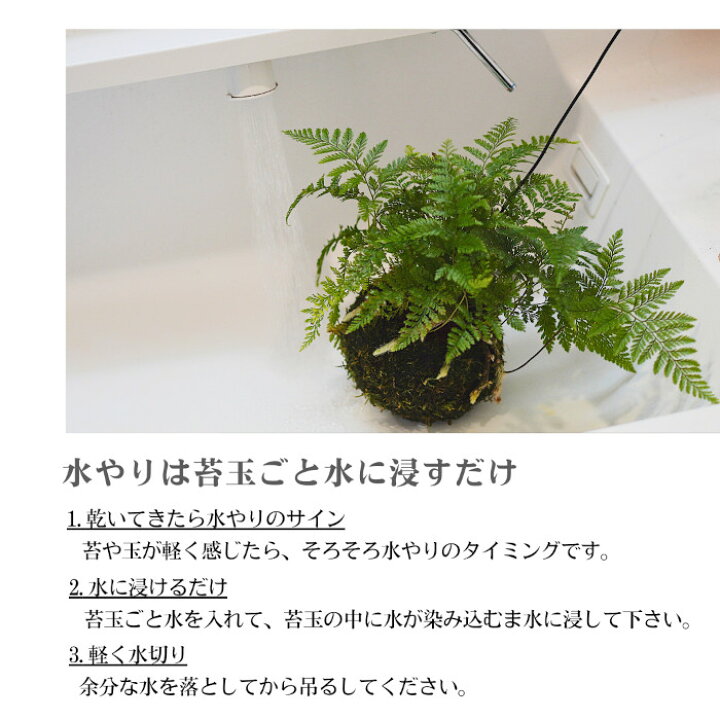 楽天市場】【産地直送】吊り 苔玉 シノブ 観葉植物 土植え 