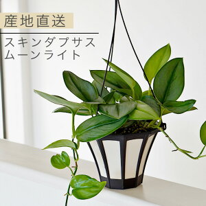 XL_vTX [Cg 5 3.5 sN^X A rU[ ϗtA yA ݂蔫 nMO ݂艺 { 